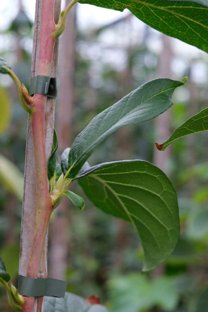 Stewartia pseudocamellia meerstammig / struik blad