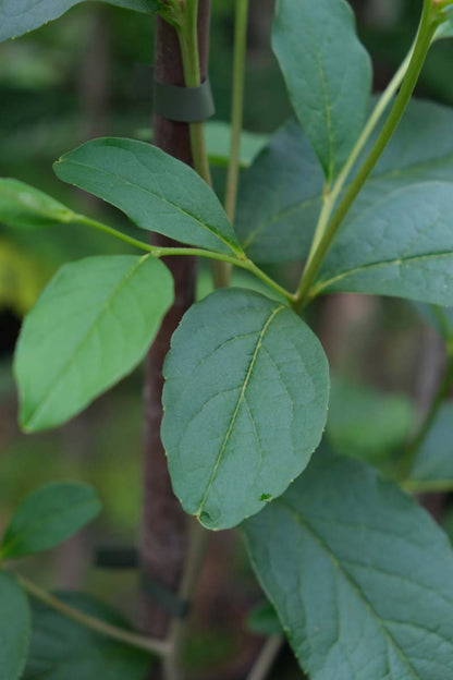 Stewartia rostrata Tuinplanten blad