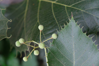 Tilia henryana meerstammig / struik bloem