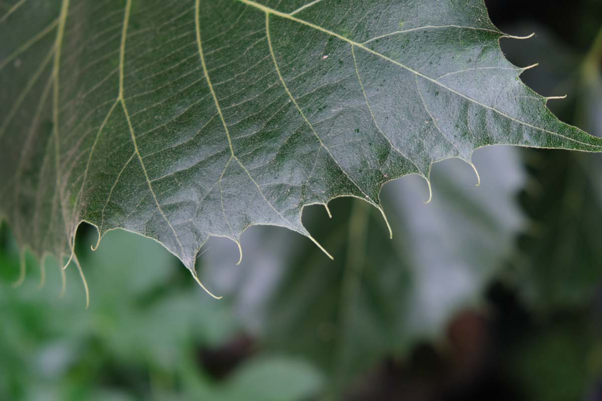 Tilia henryana meerstammig / struik blad