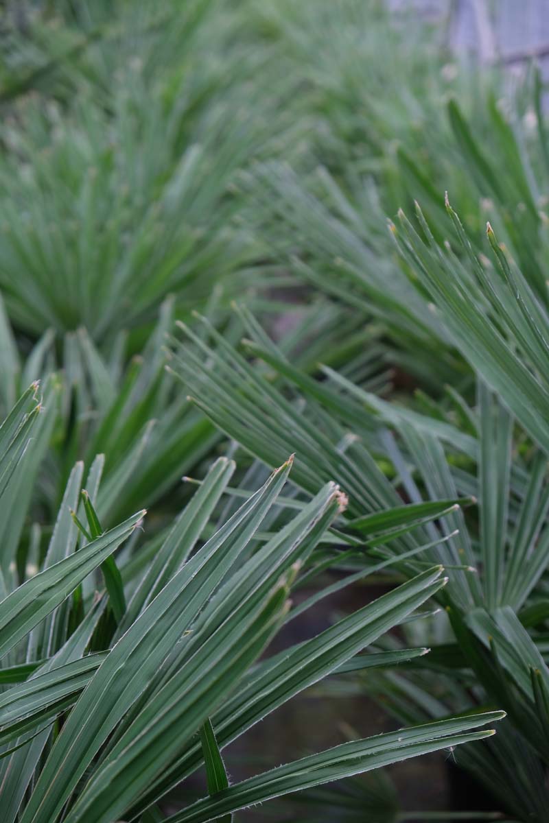 Trachycarpus fortunei op stam blad