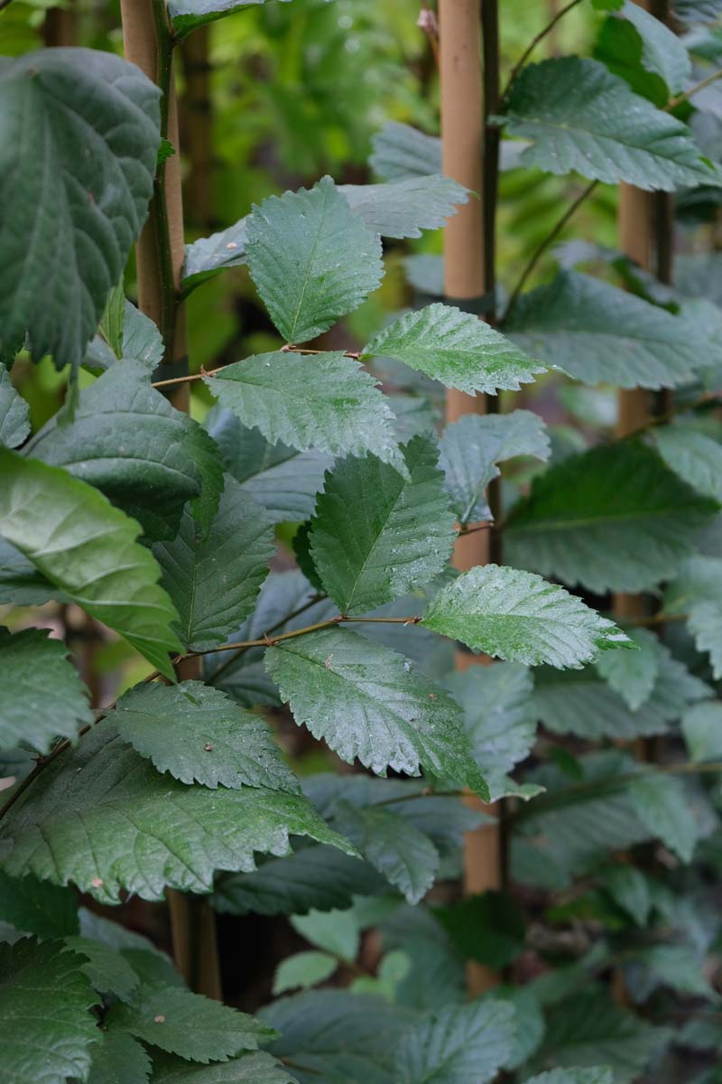 Ulmus minor 'Wanoux' meerstammig blad