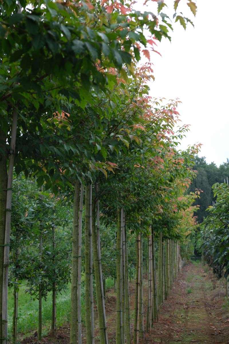 Acer cissifolium op stam op stam