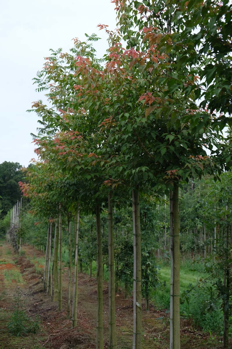 Acer cissifolium op stam op stam