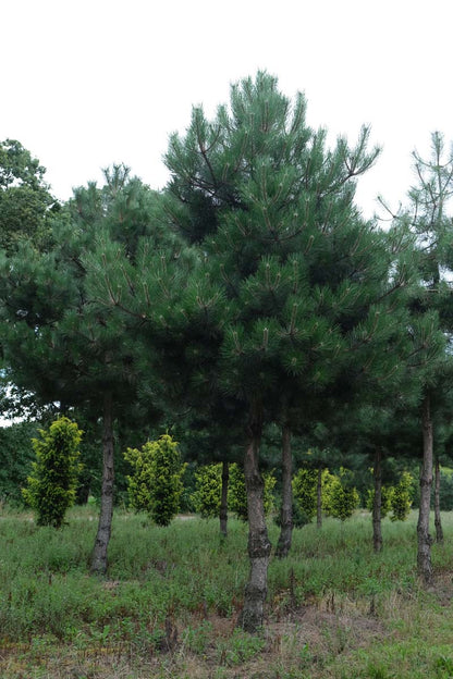 Pinus nigra op stam op stam