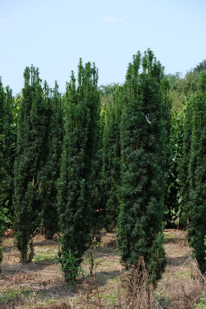 Taxus baccata 'Fastigiata' solitair