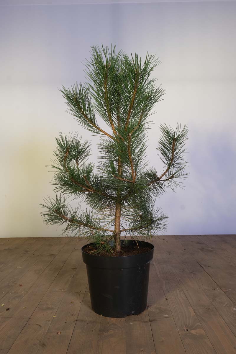 Pinus nigra op stam