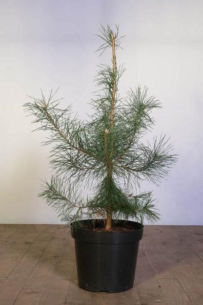 Pinus sylvestris meerstammig / struik