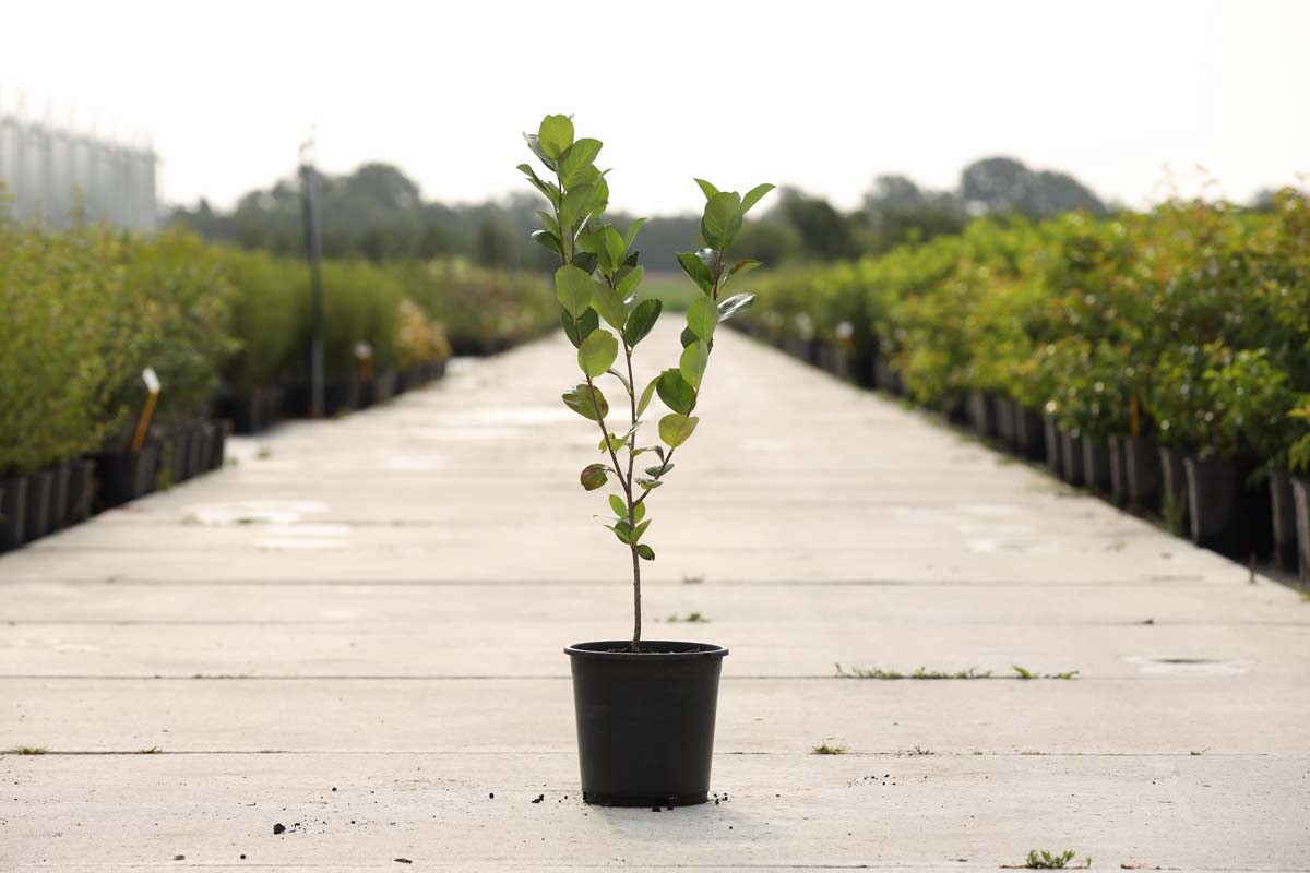 Aronia prunifolia 'Viking' Tuinplanten tuinplant