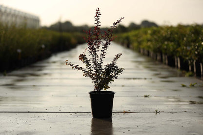 Berberis thunbergii 'Atropurpurea' Tuinplanten tuinplant