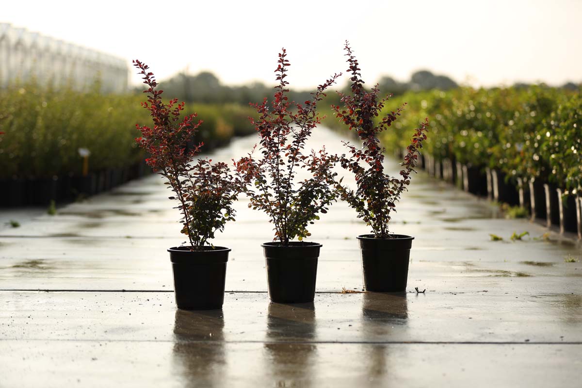 Berberis thunbergii 'Atropurpurea' Tuinplanten tuinplant