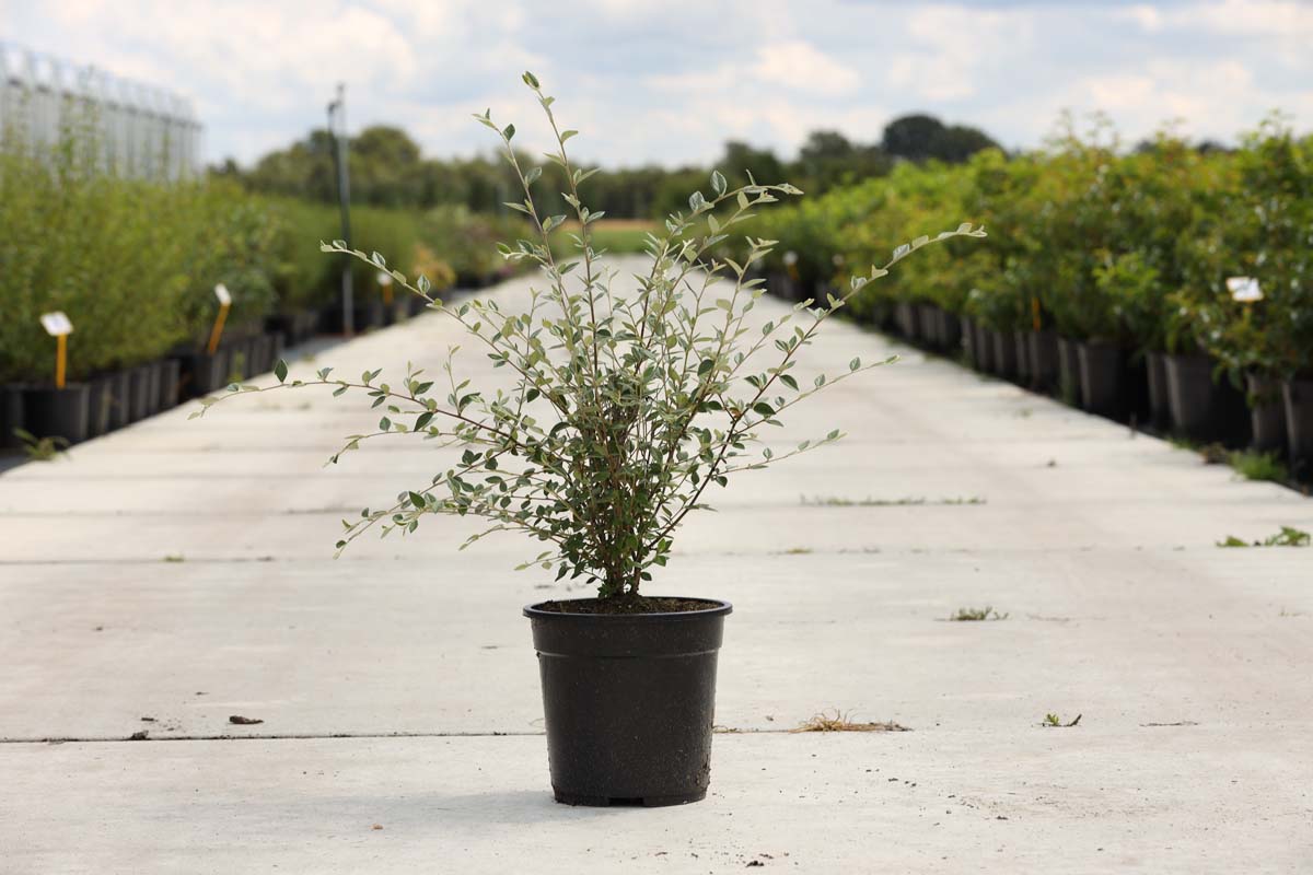 Cotoneaster franchetii Tuinplanten tuinplanten