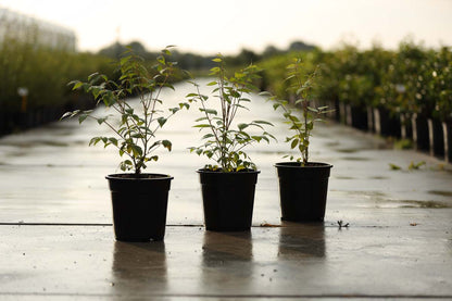 Decaisnea fargesii Tuinplanten tuinplanten