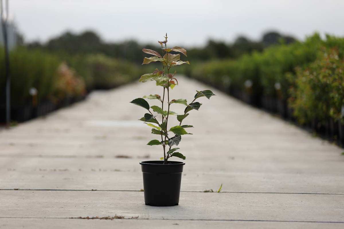 Hamamelis intermedia 'Westerstede' Tuinplanten tuinplanten