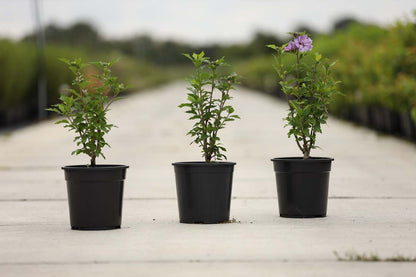 Hibiscus syriacus 'Ardens' Tuinplanten tuinplanten