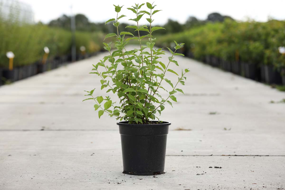 Philadelphus 'Belle Etoile' Tuinplanten tuinplanten