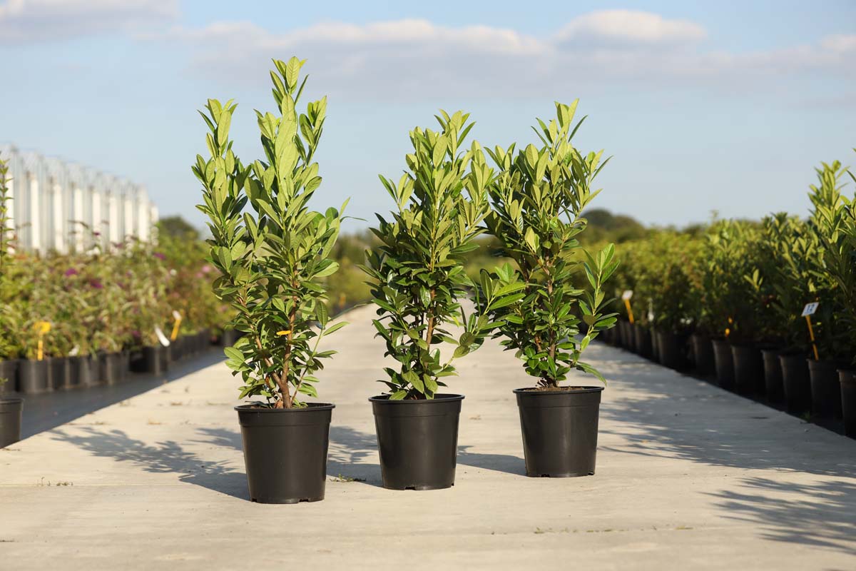 Prunus laurocerasus 'Greentorch' Tuinplanten tuinplanten