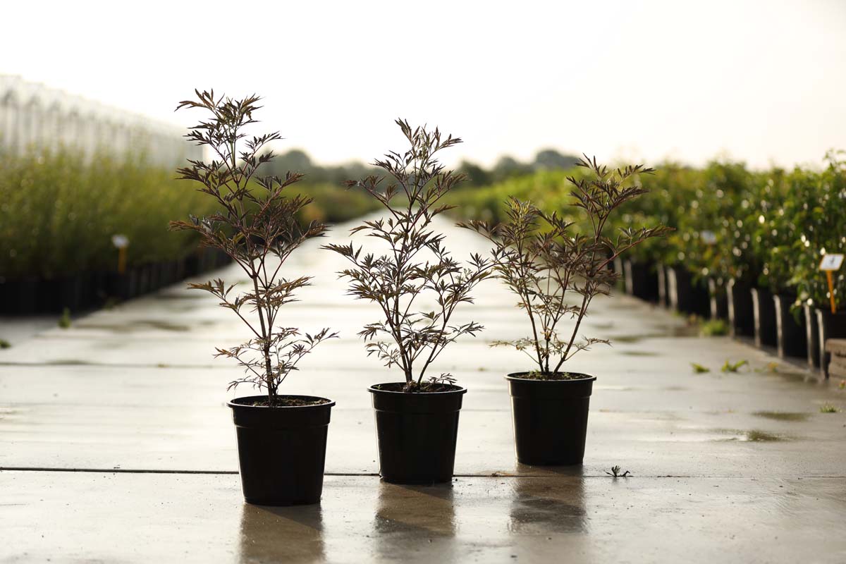 Sambucus nigra 'Eva' Tuinplanten tuinplanten