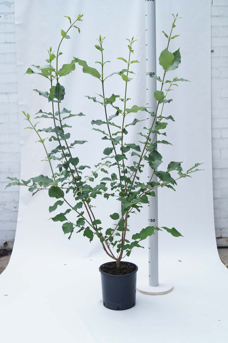 Syringa josikaea Tuinplanten tuinplanten