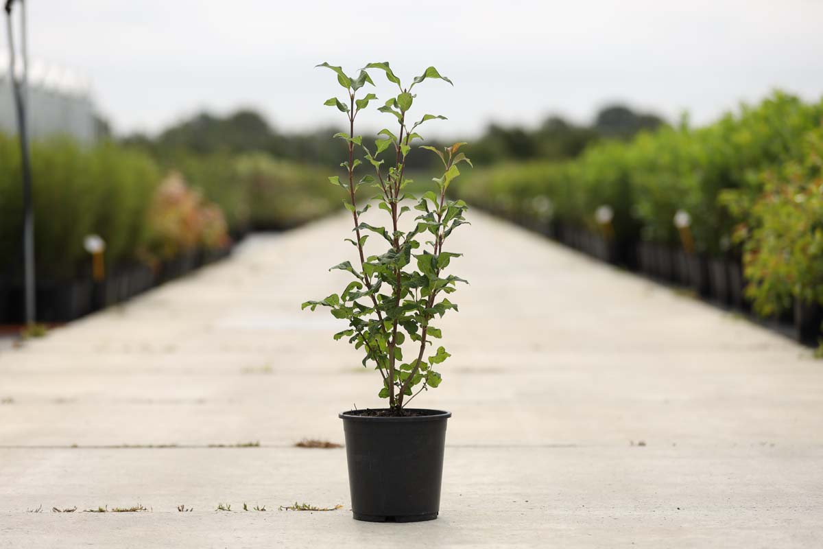 Syringa josikaea Tuinplanten tuinplanten