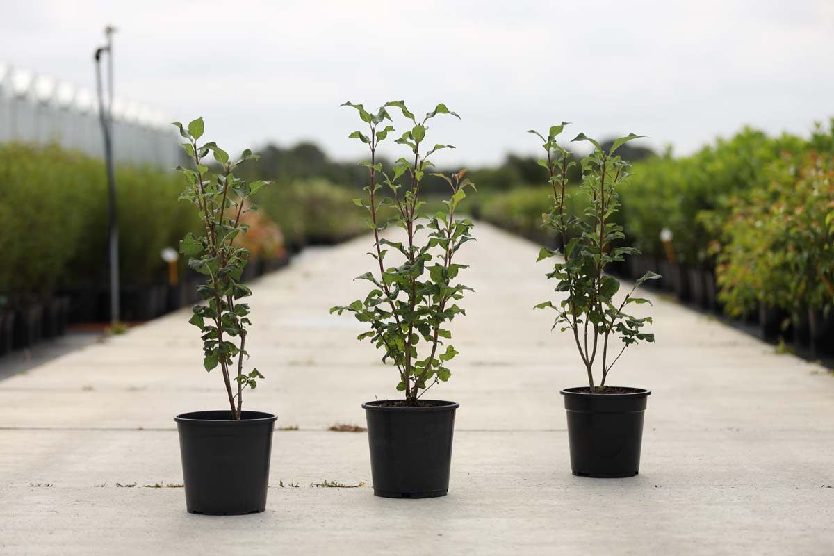 Syringa josikaea Tuinplanten tuinplanten