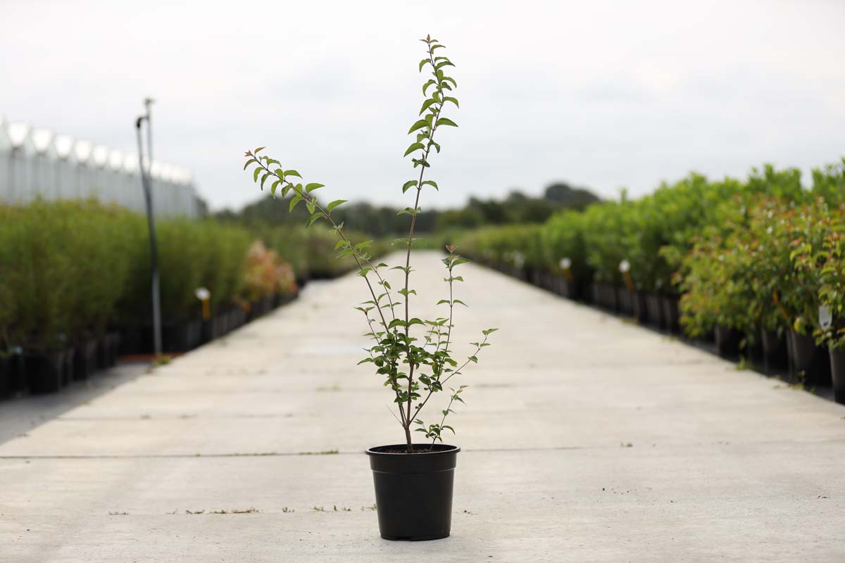 Syringa microphylla 'Superba' Tuinplanten tuinplanten