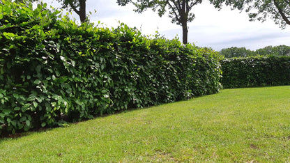 Fagus sylvatica haagplant haagplant