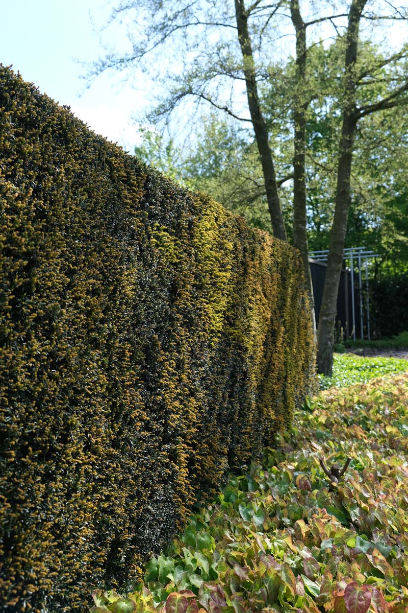 Taxus baccata haagplant haagplant