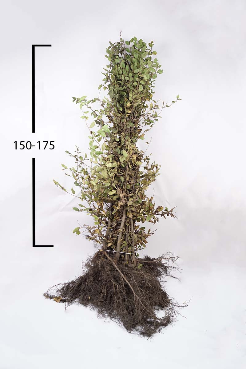 CABETULU150-175WPLANTSOE plantsoen