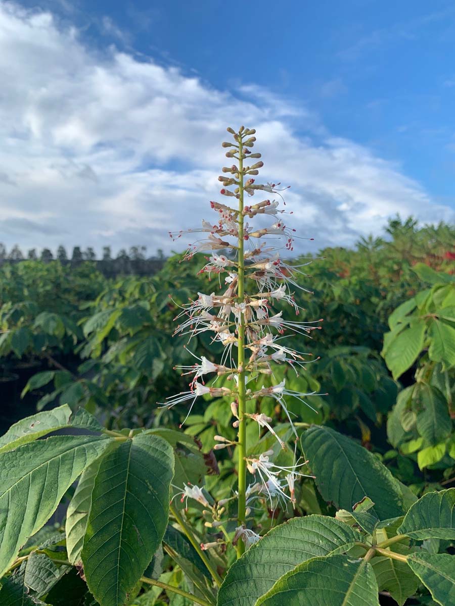 Aesculus parviflora solitair bloem