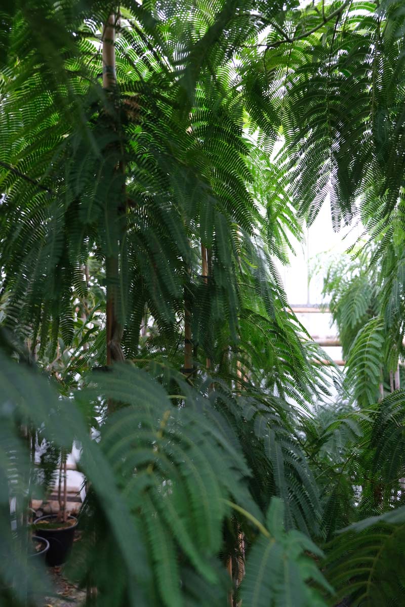 Albizia julibrissin meerstammig / struik twijg