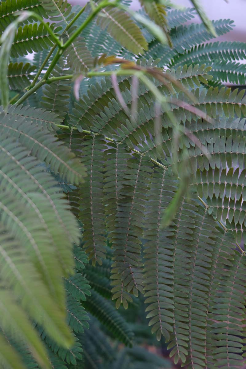 Albizia julibrissin 'Evi's Pride' meerstammig blad