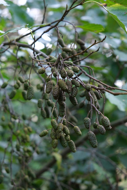 Alnus incana haagplant kegel