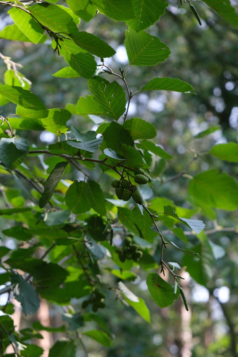 Alnus incana haagplant blad