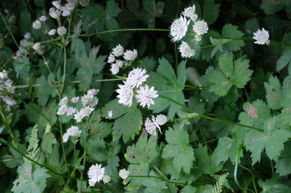 Astrantia major 'Roma' bloem