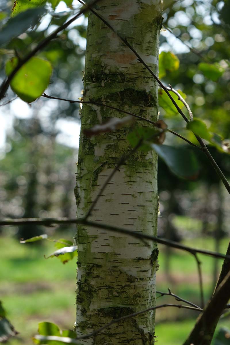 Betula pendula Tuinplanten bast