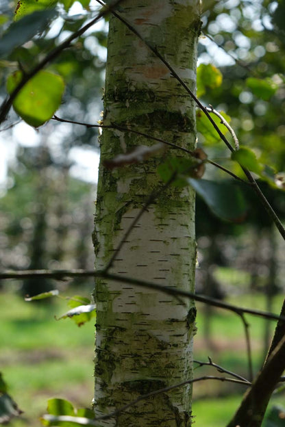 Betula pendula op stam bast