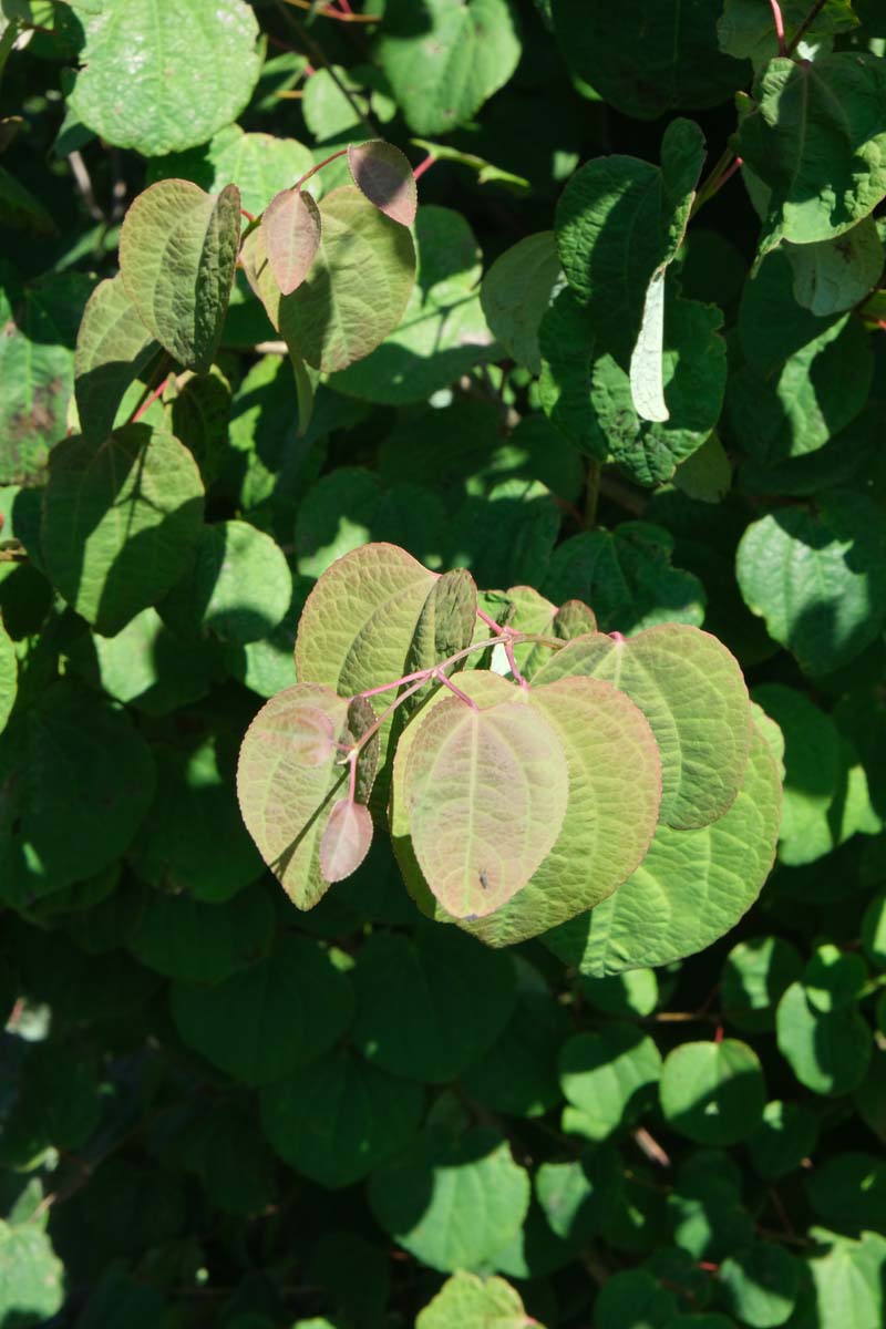 Cercidiphyllum japonicum dakboom blad