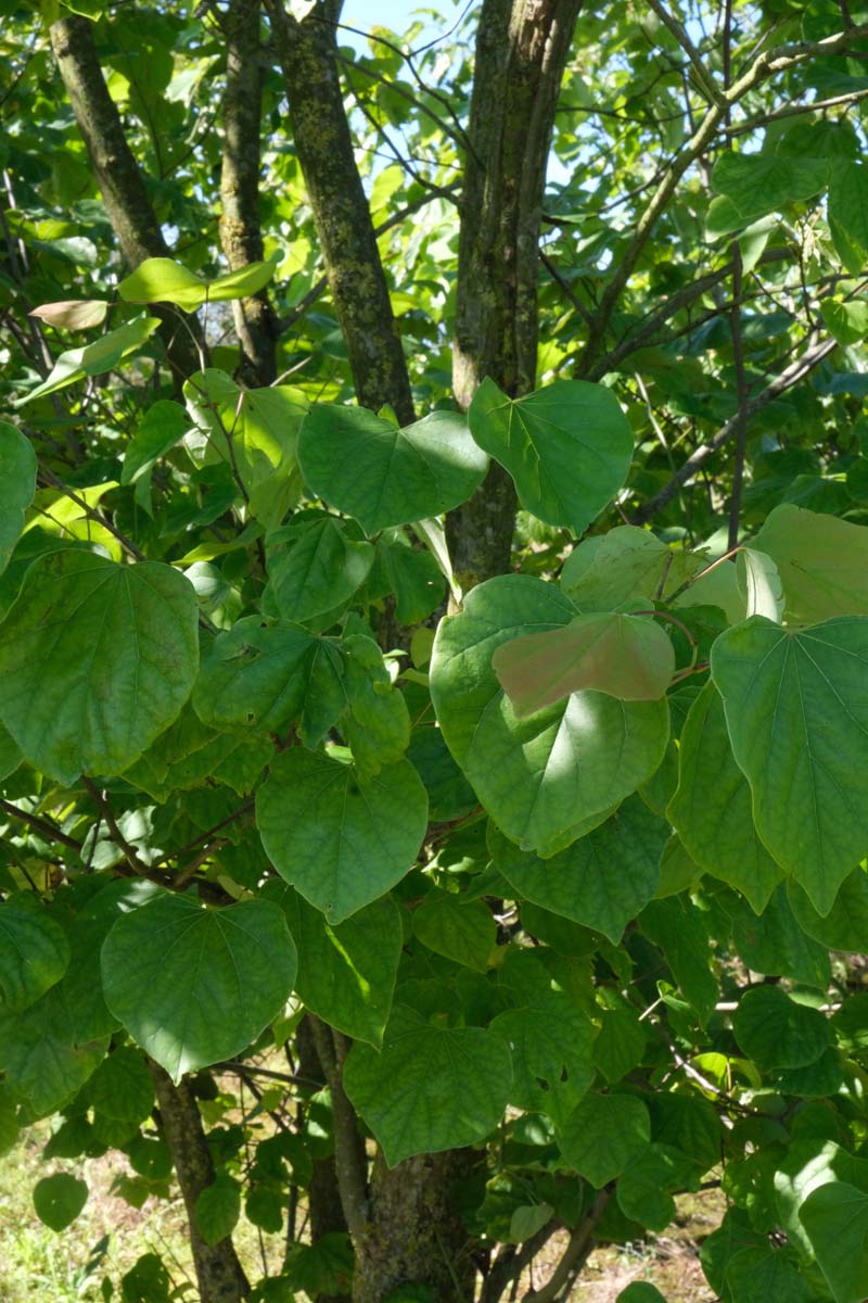 Cercis canadensis Tuinplanten stam