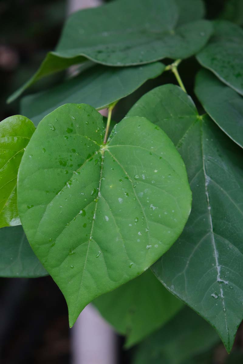 Cercis chinensis meerstammig / struik blad