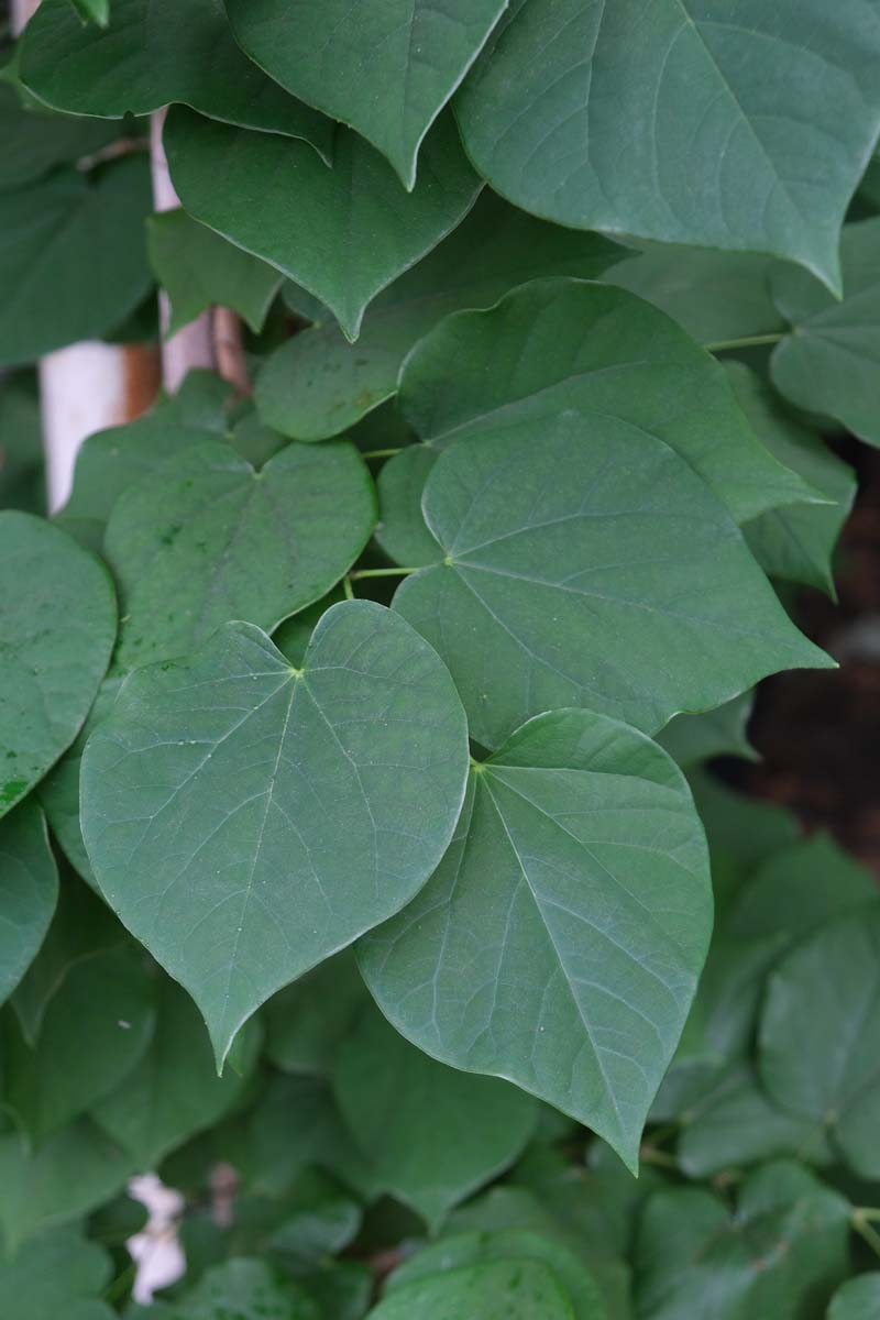 Cercis chinensis meerstammig / struik blad