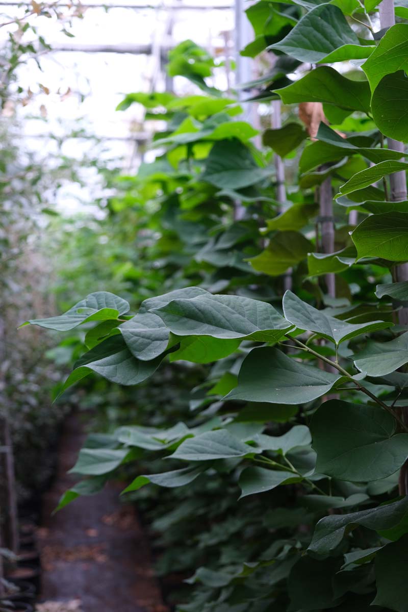 Cercis chinensis meerstammig / struik twijg