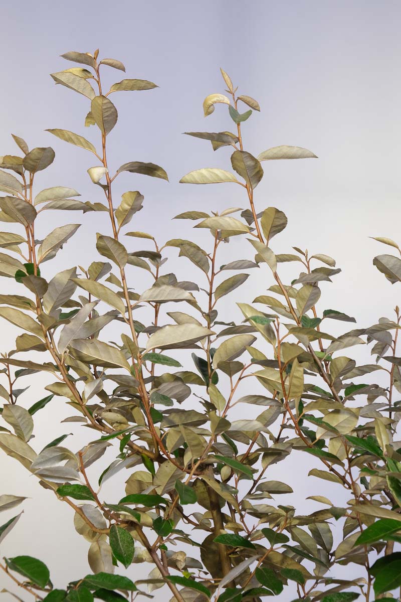 Elaeagnus ebbingei haagplant twijg