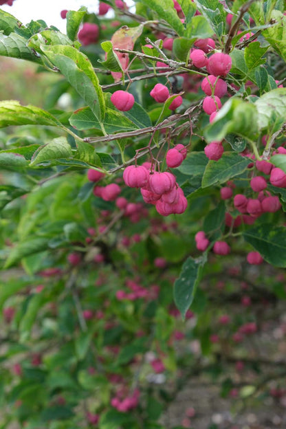 Euonymus europaeus haagplant bloem