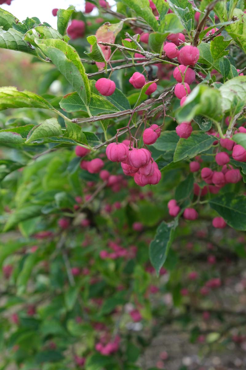 Euonymus europaeus haagplant bloem