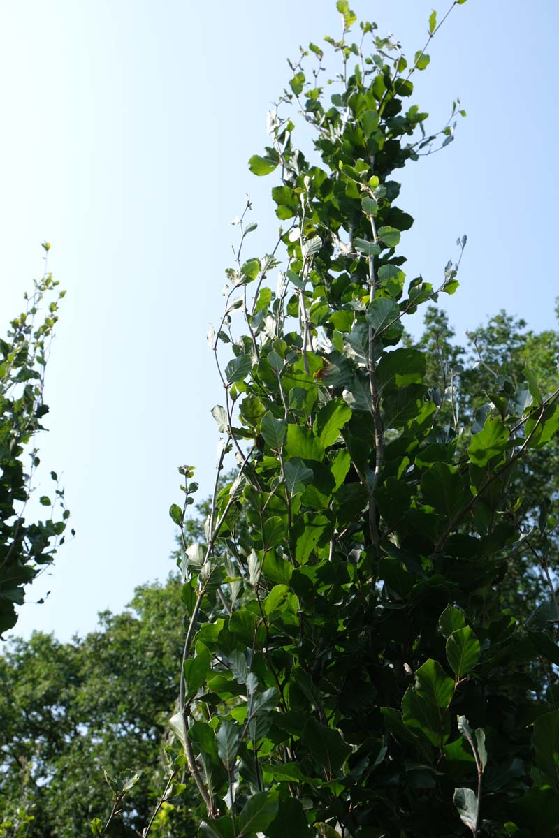 Fagus sylvatica dakboom kroon