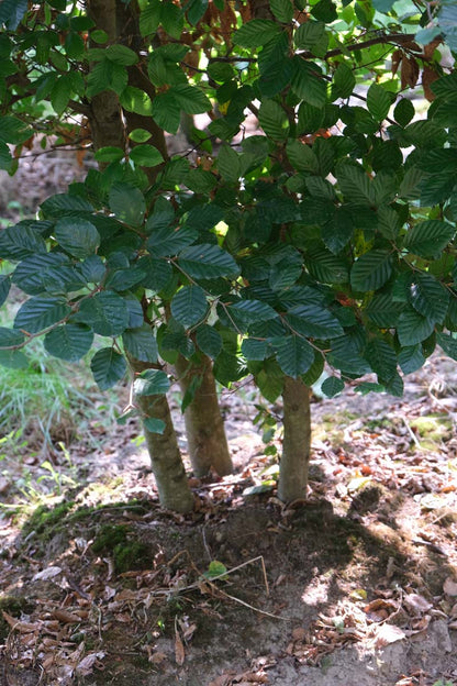 Fagus sylvatica haagplant stam