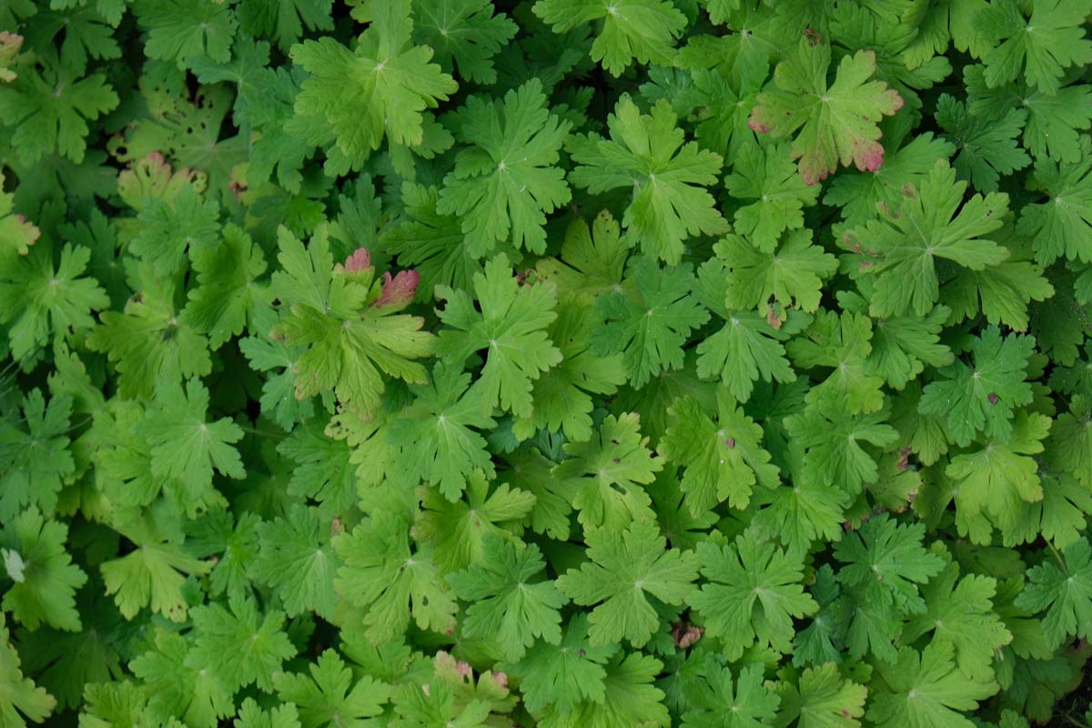 Geranium macrorrhizum blad