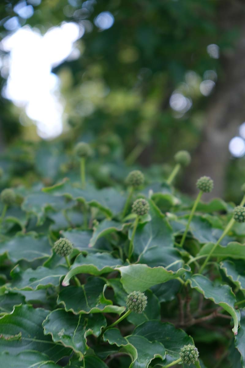 Hedera helix 'Arborescens' bloem