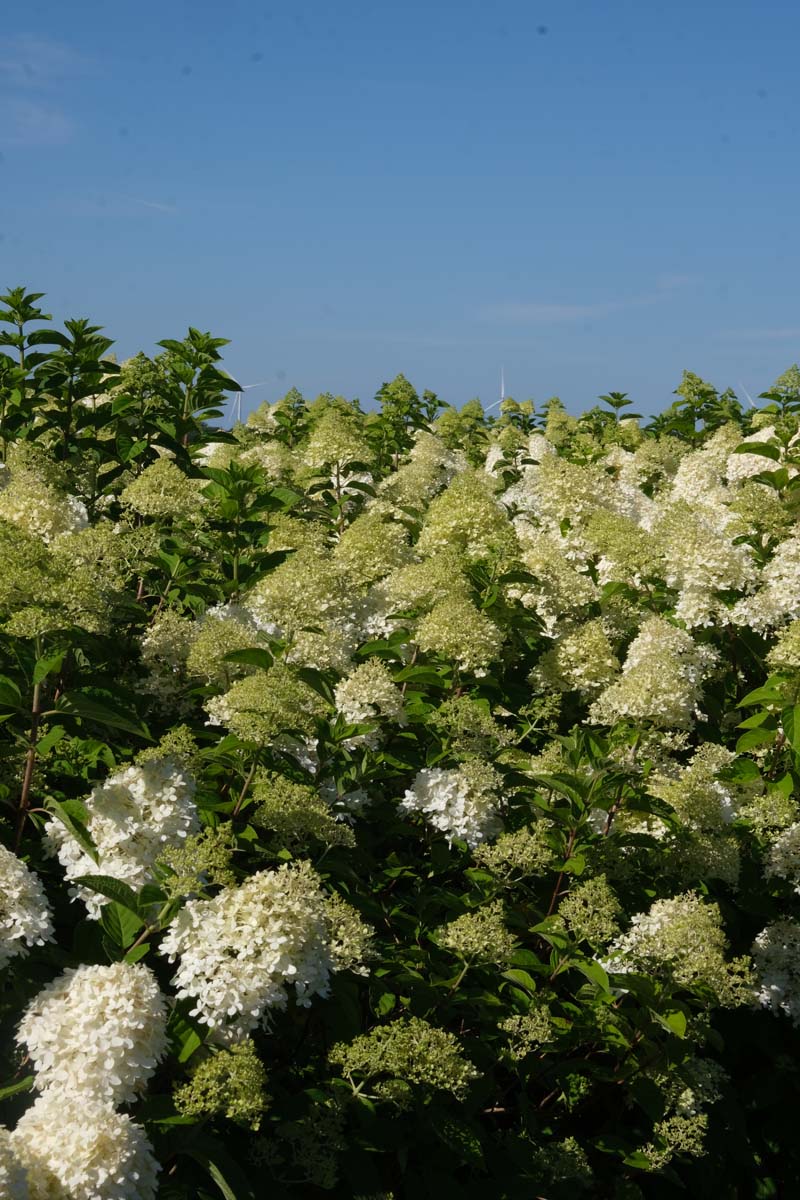 Hydrangea paniculata Tuinplanten bloem